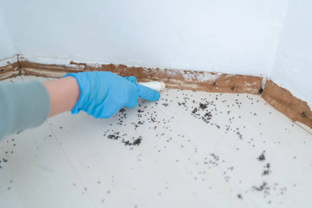 Best Affordable Pest Control Services  in Rio Grande, OH